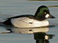 Common Goldeneye